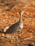 Hartlaub's Bustard Female (Eupodotis Hartlaubii)  Samburu  Kenya