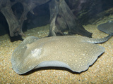 Rosette River Stingray (Potamotrygon Schroederi)