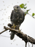 Grey Kestrel (Falco Ardosiaceus) Perched and Eating Termites as They Fly About  Masai Mara  Kenya