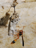 Wasp (Belonogaster Sausserei) at a Nest at the Entrance of a Cave  Socotra  Yemen