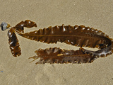 Broad-Winged Kelp (Alaria Marginata) Washed Shore onto a Sandy Beach  a Brown Algae
