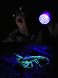 An Arachnologist Has Detected a Huge Scorpion (Hottentotta Jayakari) Using an Uv Light at Night