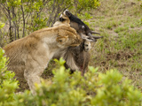 African Lion with Wildebeest Prey (Panthera Leo)  Masai Mara  Kenya