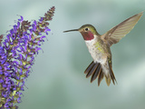 Broad-Tailed Hummingbird (Selasphorus Platycercus) Male Flying