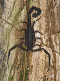 Scorpion (Tytius)  San Cipriano Reserve  Cauca  Colombia