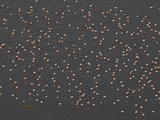 Lesser Flamingo (Phoenicopterus Minor) Flock  Kenya  Africa