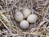 American Woodcock Eggs (Scolopax Minor)