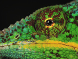 Close Up of a Male Panther Chameleon Eye and Scales (Furcifer Pardalis)