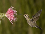 Broad-Billed Hummingbird Juvenile Female (Cynanthus Latirostris) Feeding at a Thistle
