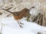 Female Eastern Towhee (Pipilo Erythrophthalmus)