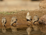 Gambel's Quail Chicks Drinking at a Waterhole (Callipepla Gambelii)  Arizona  USA