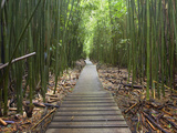 Boardwalk Trail Through a Bamboo Forest on Maui  Hawaii  USA