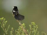 White-Winged Widowbird  Euplectes Albonotatus  Central Africa