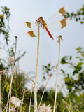 Male Banded Darter Dragonfly (Sympetrum Pedemontanum) in Grass