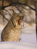 Eurasian Lynx (Lynx Lynx) Sitting in the Snow  Yawning