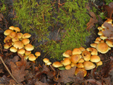 Mop Mushrooms Growing on a Mossy Decaying Stump (Tricholomopsis Sulfureoides)  Pacific Northwest