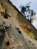 A Socotran Rock Gecko (Hemidactylus Inintellectus) on Rocks  Socotra  Yemen