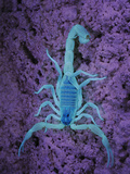 Scorpion (Hottentotta Socotrensis) under Uv Light  Socotra  Yemen