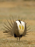 Male Greater Sage-Grouse (Centrocercus Urophasianus) Displaying