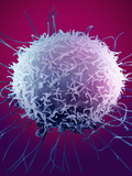 Cancer Cell  SEM