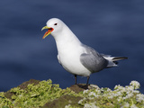 Black-Legged Kittiwake (Rissa Tridactyla) Screaming Display  Iceland