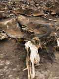Blue Wildebeest (Connochaetes Taurinus) Mass Drowning in the Masai Mara Game Reserve  Kenya