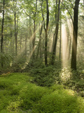 Deciduous Forest with Rays of Sunlight  Bald Eagle State Park  Pennsylvania  USA