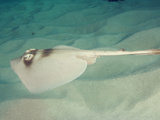 Masked Stingaree (Trygonoptera Personata)  Rottnest Island  Western Australia  Indian Ocean