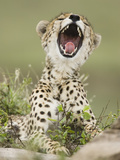 Cheetah (Acinonyx Jubatus) with Open Mouth  Serengeti  Tanzania
