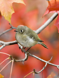 Ruby-Crowned Kinglet (Regulus Calendula) Perched on Maple Tree Branch