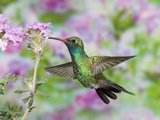 Male Broad-Billed Hummingbird (Cynanthus Latirostris) at Flower