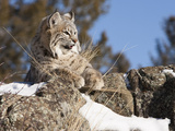 Bobcat (Lynx Rufus) in Rocks Watching for Prey  Western North America