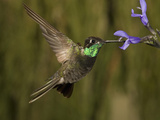 Magnificent Hummingbird Male (Eugenes Fulgens) Feeding at At a Sage Flower