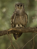 Verreaux Eagle Owl  Bubo Lacteus  Africa