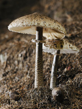 A Pair of Parasol Mushrooms (Macrolepiota Procera) on the Forest Floor