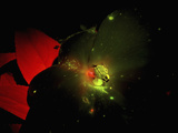 Fluorescence Photograph of a Beetle on a White Impatiens Flower