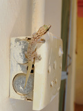 A Gecko (Hemidactylus Robustus) Perched on a Wall Plug  Socotra  Yemen