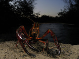 A Red Swamp Crayfish (Procambarus Clarkii) Emerging from Water
