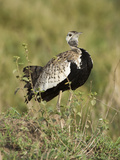 Black-Bellied Bustard (Eupodotis Melanogaster)  Serengeti National Park  Tanzania
