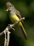 Great Crested Flycatcher (Myiarchus Crinitus) with Grasshopper Prey in its Beak  Pennsylvania  USA