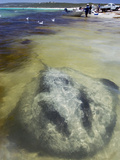 Thorntail or Black Stingray (Dasyatis Thetidis) in Very Shallow Water Near People and Boats