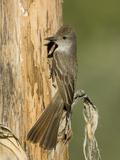 Ash-Throated Flycatcher (Myiarchus Cinerascens)