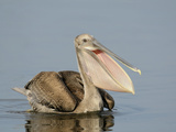 Brown Pelican (Pelecanus Occidentalis) in Juvenile Plumage  Tampa Bay  Florida  USA