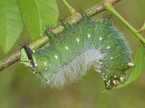 Moth Caterpillar (Eacles Masoni Tyrannus)