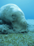 Dugong (Dugong Dugon) Feeding on Sea Grass