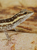 Socotra Rock Gecko (Pristurus Sokotranus)  Socotra Island  Yemen