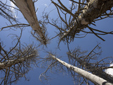 Dead Trees by Hot Springs Springs in Yellowstone National Park  USA