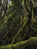 The Endemic Laurel Forest (Laurus Canariensis)  La Gomera  Canary Islands  Spain