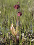 Pitcher Plant in Bog  Maine  USA