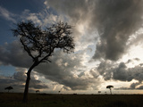Acacia Tree at Sunset in the Masai Mara Game Reserve  Kenya